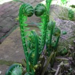 Welkom, nieuwe families in mijn tuin