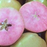 De appel valt niet ver van de boom