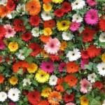De leukste lente cadeautjes!